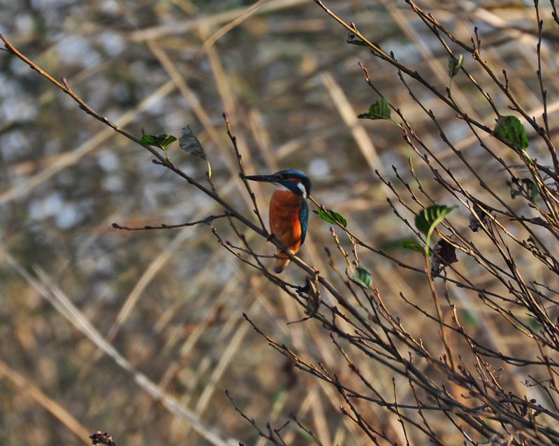 Fietsen door natuurgebied De Wieden