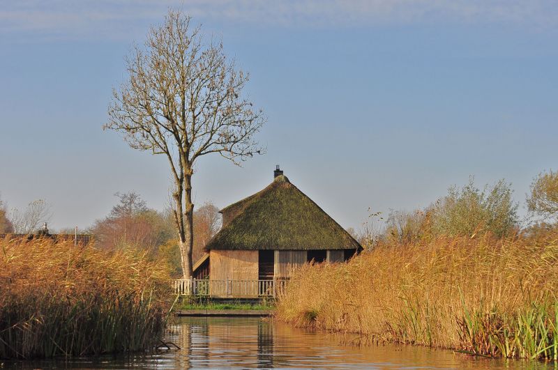 Dwalen door het moeras